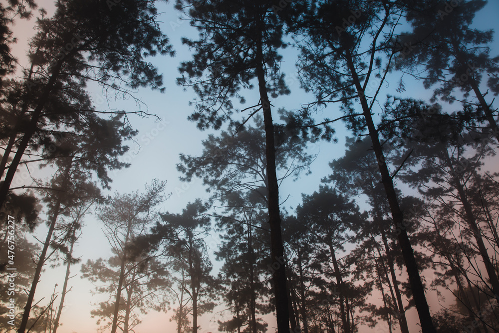 Naklejka premium pine landscape pictures with the sunlight, the nature is beautiful