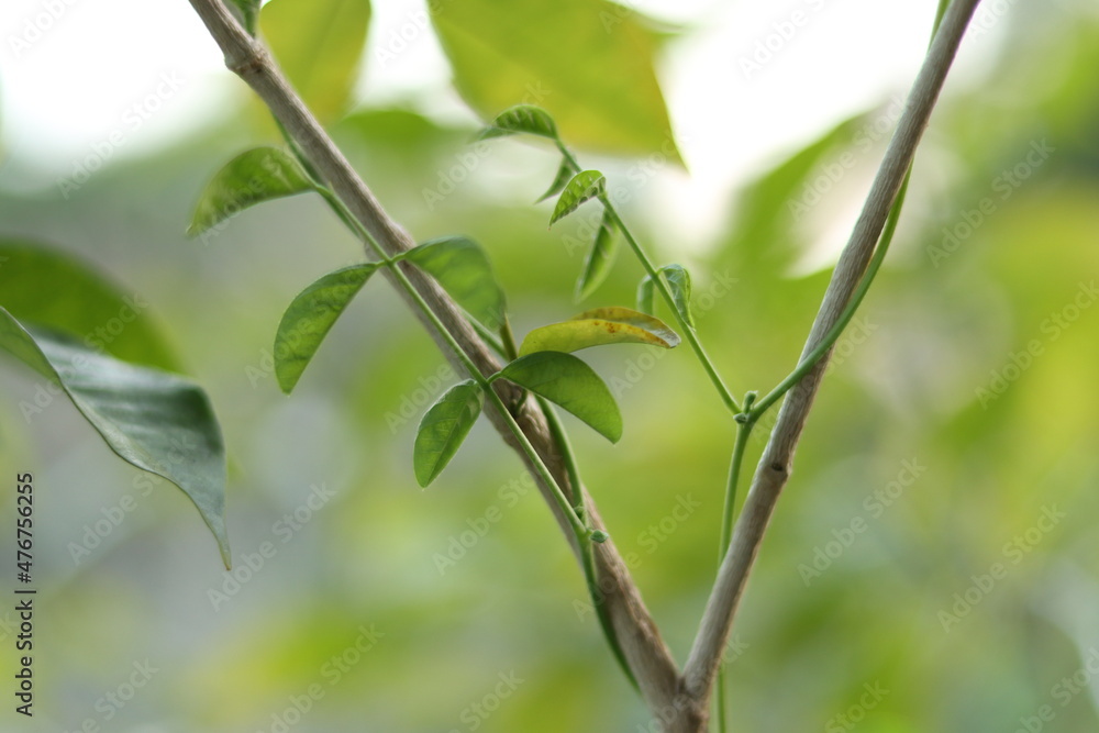 Fototapeta premium Green leaves with beautiful white flowers. Home garden plants