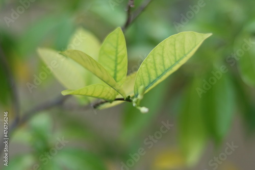 Green leaves with beautiful white flowers. Home garden plants