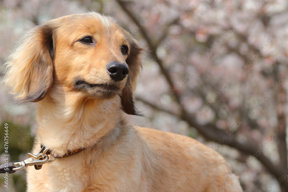 Obraz premium 犬のポートレート 桜の前で