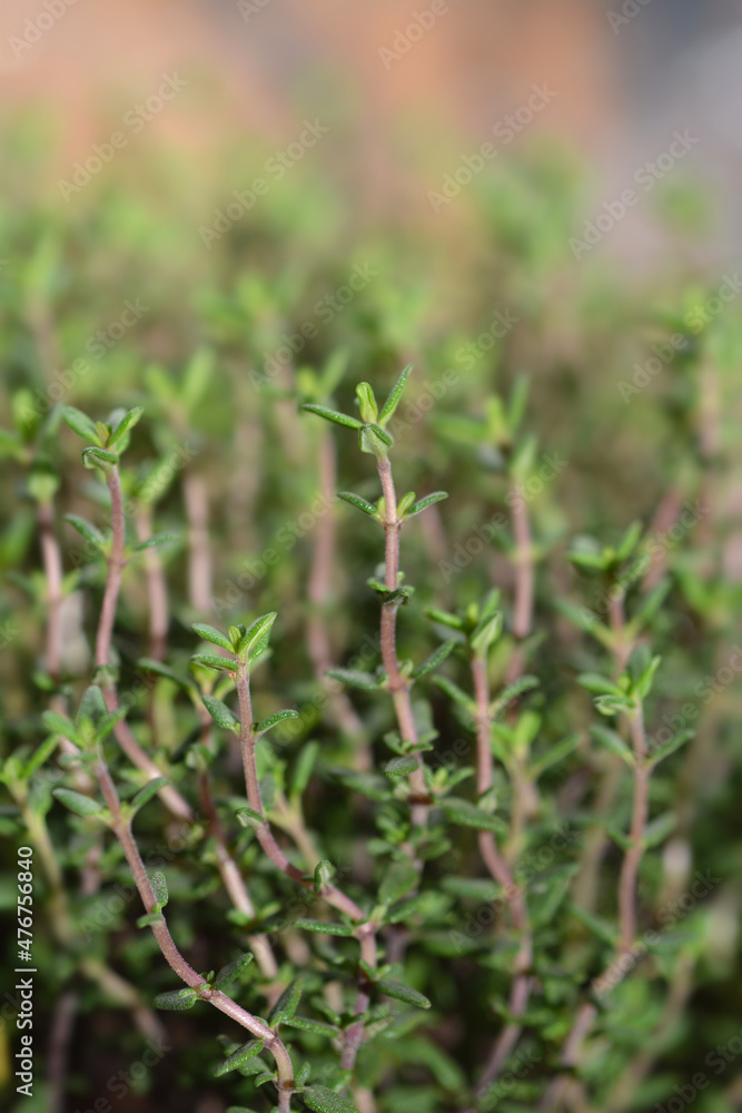 Faustini thyme Faustini thyme