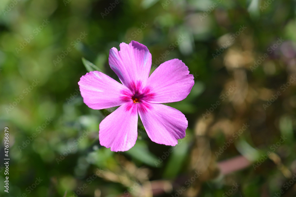 Creeping Phlox McDaniels Cushion