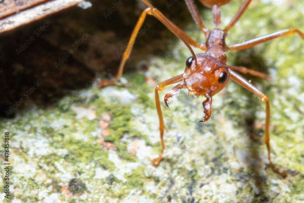 close up view of a weaver ant close up view of a weaver ant