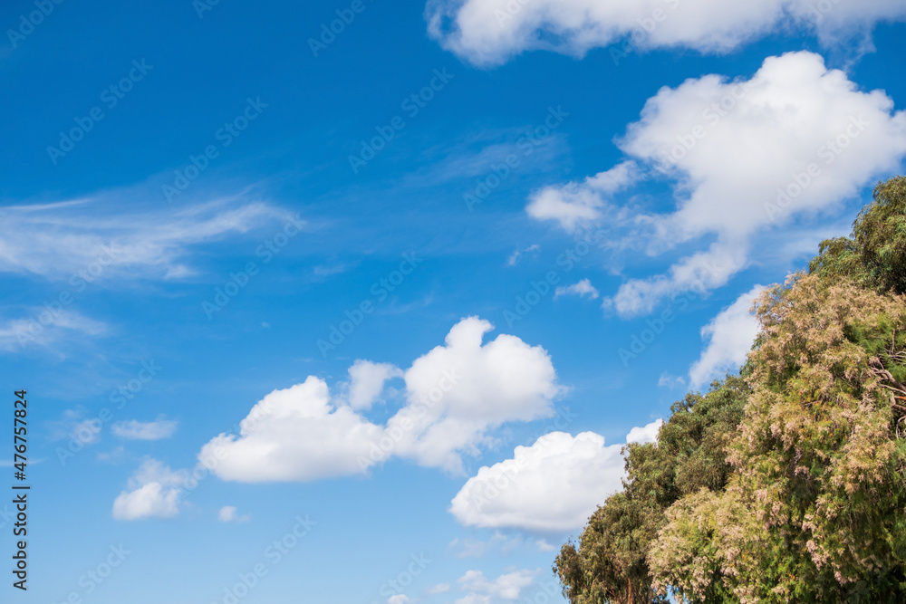 View up through the trees to the blue summer sky with clouds.