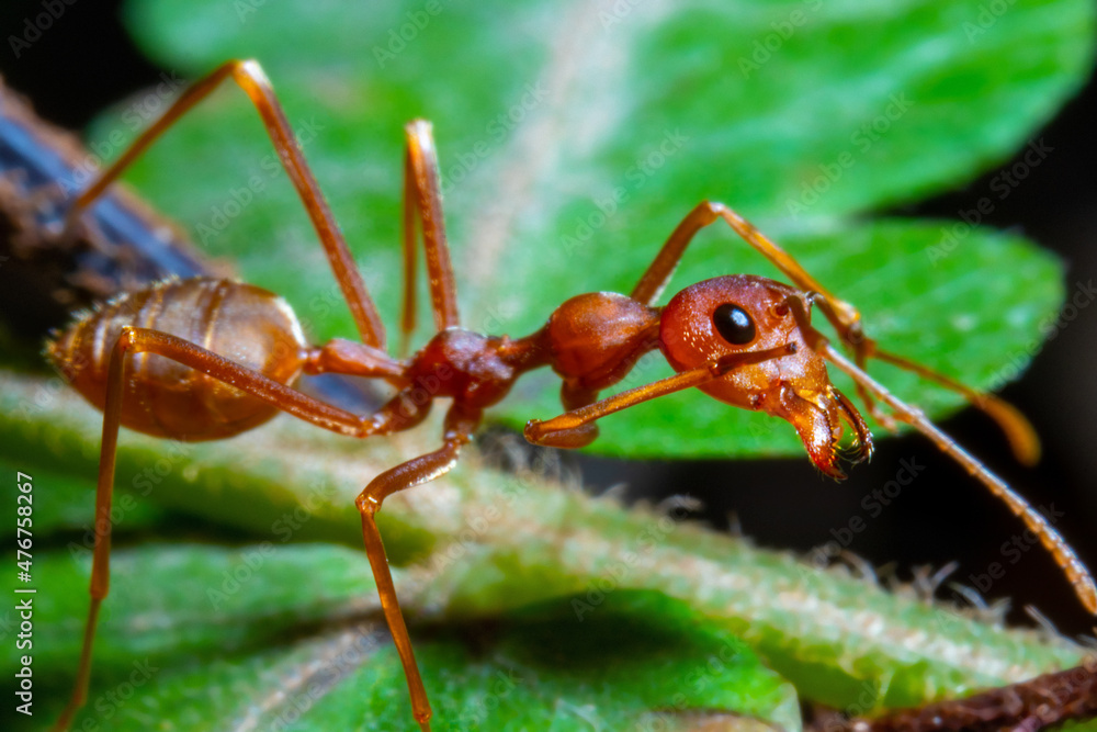 close up view of a weaver ant close up view of a weaver ant