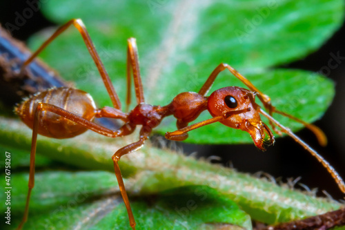 close up view of a weaver ant © Said