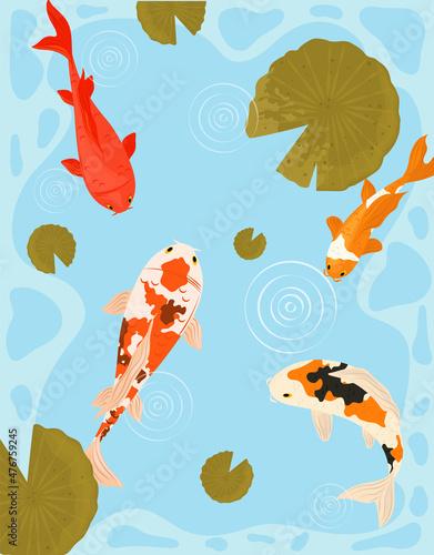 koi fishes in the water