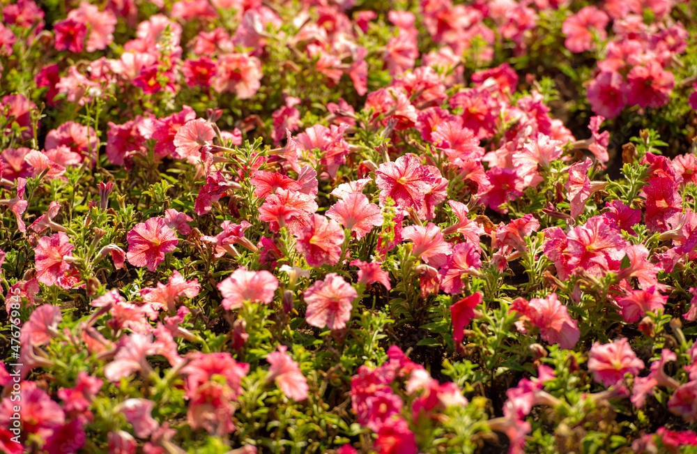 Petunias come in a virtually unlimited range of colors, shapes and sizes. Many pollinating insects will also flock to your garden to feast on nectar-rich petunias in bloom.