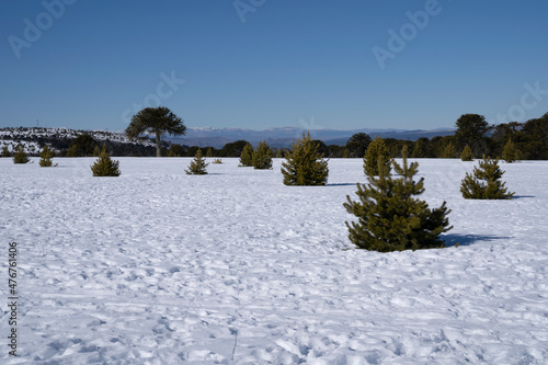 Alpine landscape. Panorama view of the snowfield under a clear blue sky in a sunny day, with the mountains in the background. photo