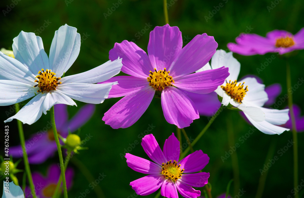 Cosmos flowers is the Greek word for harmony, or an ordered universe, and is the exact opposite of chaos to describe the wild explosion of color these attractive flowers bring to a home landscape.