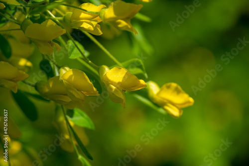 Yellow Broom Blossom  Planta genista  Shrub with emphasis on a yellow potted broom. Creates a spectacular splash of fragrant flowers that bloom in summer.