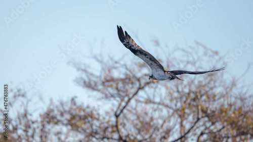 Osprey flying back to his perch after missing a hunt