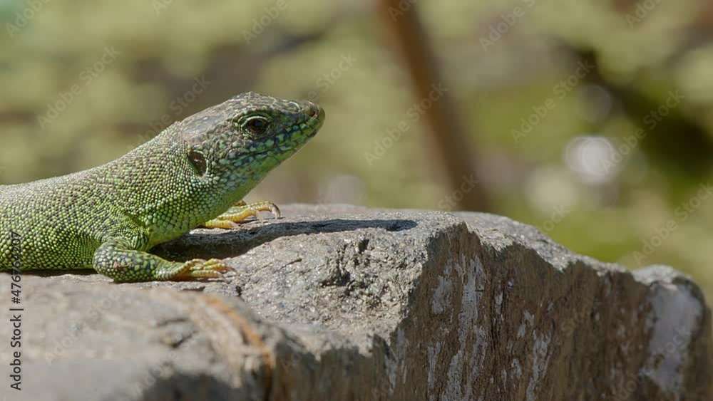 A European Green Lizard, Lacerta Viridis, sunning himself in the sunshine on a boulder by the water's edge at Lake Kerkini in Northern Greece. Close-up shot. A European Green Lizard, Lacerta Viridis, sunning himself in the sunshine on a boulder by the water's edge at Lake Kerkini in Northern Greece. Close-up shot.