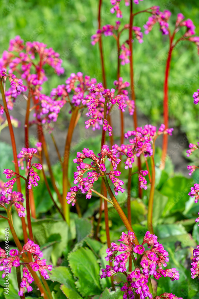 badan. Bergenia, according to the official classification, lives in nature in the foothills of Kazakhstan and Mongolia, in Altai and in China. gardeners know culture as badan