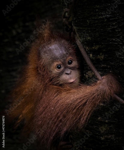 portrait of a baboon