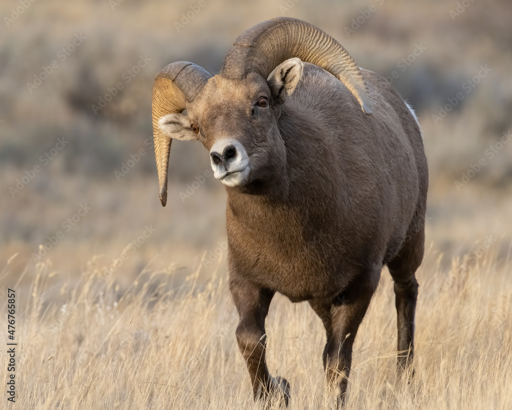 Bighorn sheep during the rut Bighorn sheep during the rut