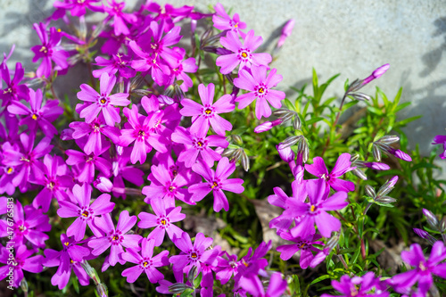 SPhlox subulata  creeping phlox  moss  moss pink  or mountain   wide area    it is an evergreen perennial forming mats or cushions of hairy  linear leaves.