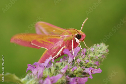 Colorful closeup of he pink or large elephant hawk moth , Deilephila elpenor with open wings photo