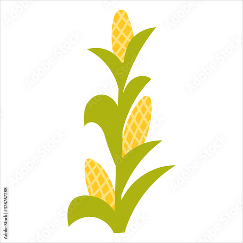 Corn plant in cartoon style for educational posters isolated on white background, farmland and harvest