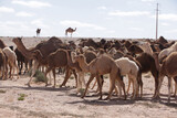 group of Camels in Sahara Desert, in layoun morocco, Herd of camels