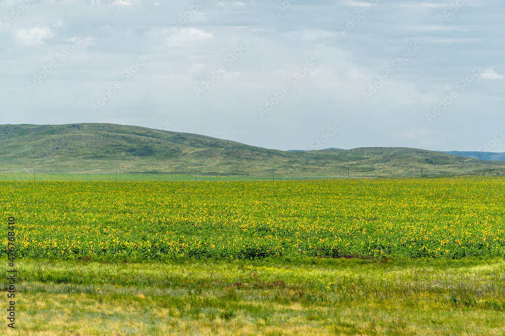 steppe, prairie, veld, veld are flat fertile lands dominated by grasses. Prairie grasses hold the soil firmly in place so erosion is minimal. Great Plains. Kazakhstan Great Steppe