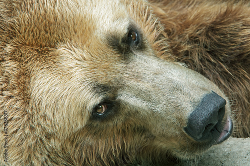 Portrait of captive grizzly bear (Ursus arctos) resting Fototapeta