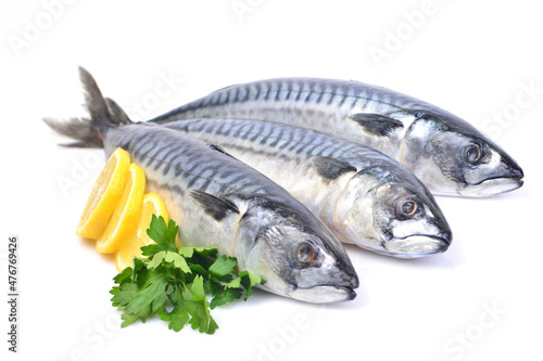 Fish mackerel on a white background photo
