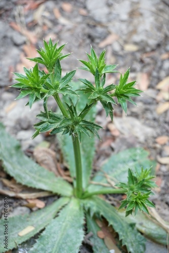 fresh green Eryngium foetidum plant in nature garden