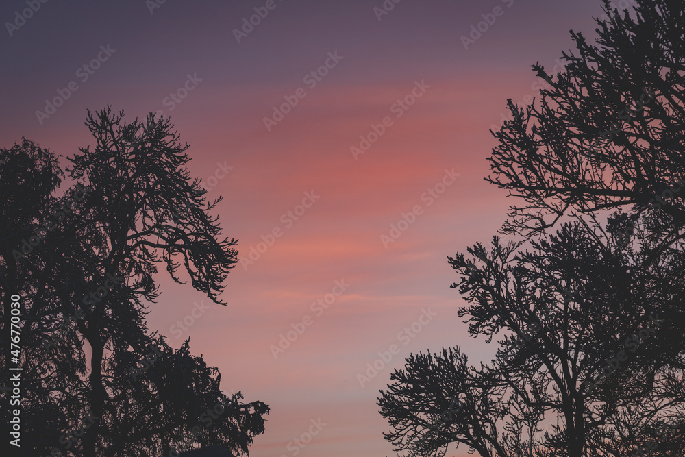 leafless deciduous tree top branch against colorful evening sky in wintertime