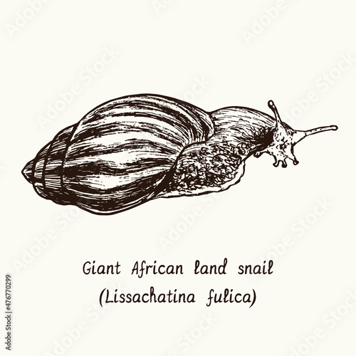 Giant African land snail  (Lissachatina fulica, formerly Achatina fulica). Ink black and white doodle drawing in woodcut style with inscription. photo