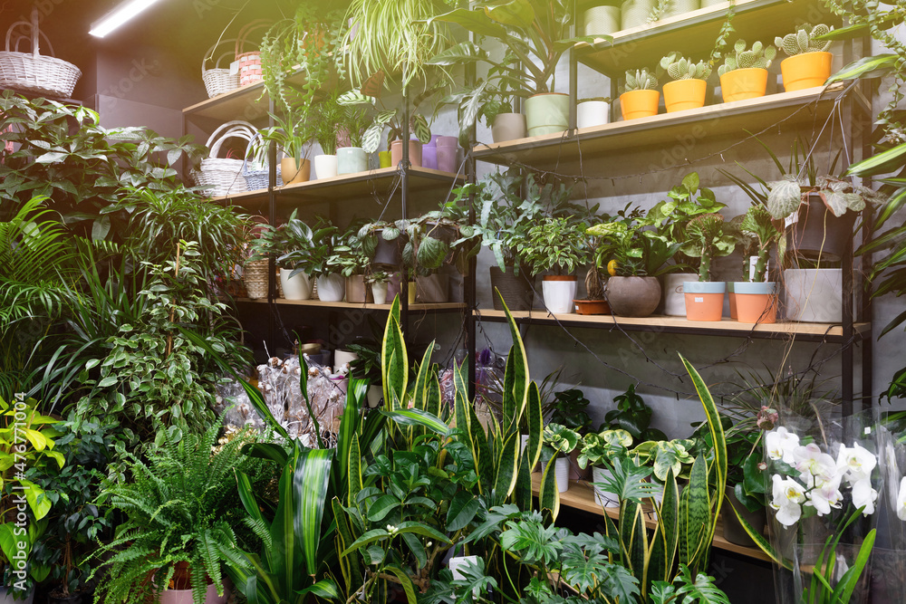 Gardener's shop with exotic potted plants