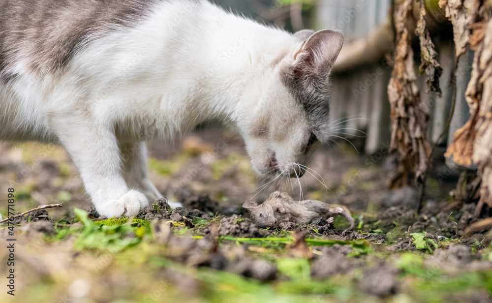 Cat in the garden near the dead mouse