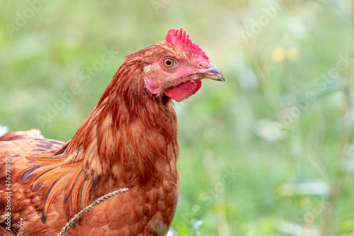 Brown chicken close up on blurred background