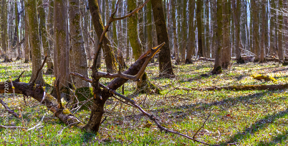 Spring forest with a fallen tree on a sunny day, spring landscape Spring forest with a fallen tree on a sunny day, spring landscape