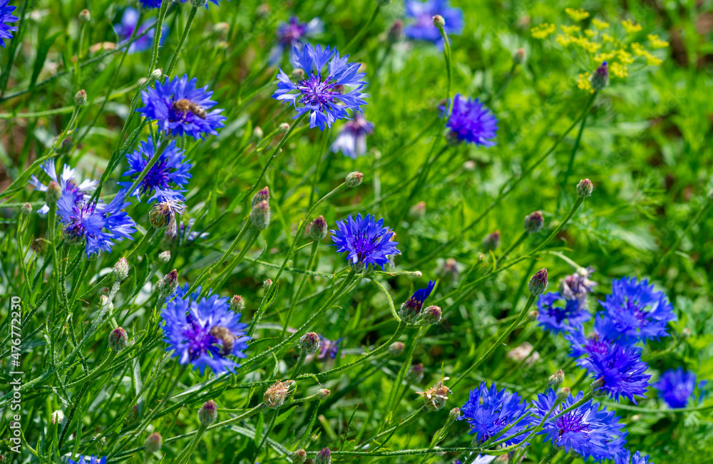Chicory Its seeds, roots and dried aerial parts are used to make medicines. Chicory leaves are often eaten in food; coffee blends include ground