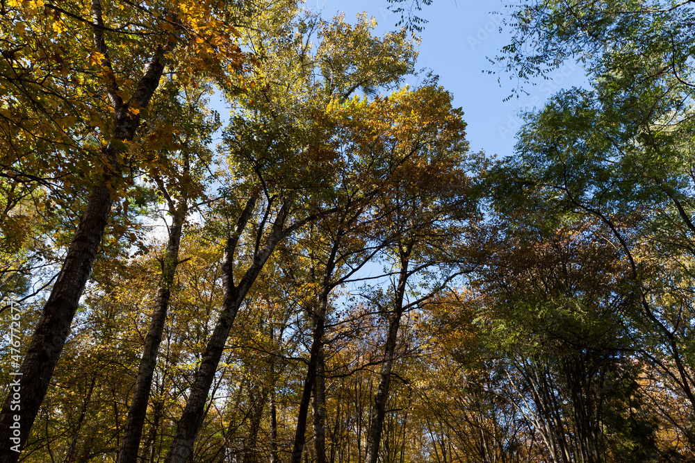 deciduous trees during leaf fall in autumn deciduous trees during leaf fall in autumn