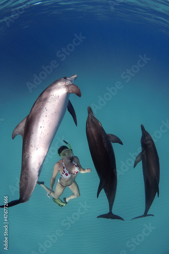 Wild Atlantic spotted dolphins playing with female snorkeler Grand Bahama Banks Grand Bahama