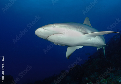 Gray reef shark Bahama Islands