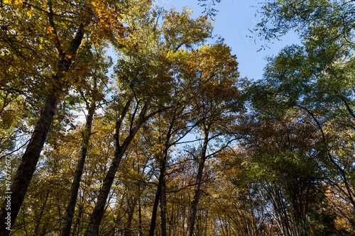 deciduous trees during leaf fall in autumn