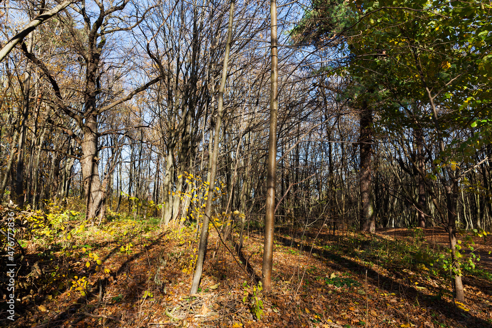 Fototapeta premium deciduous trees in the autumn season during leaf fall