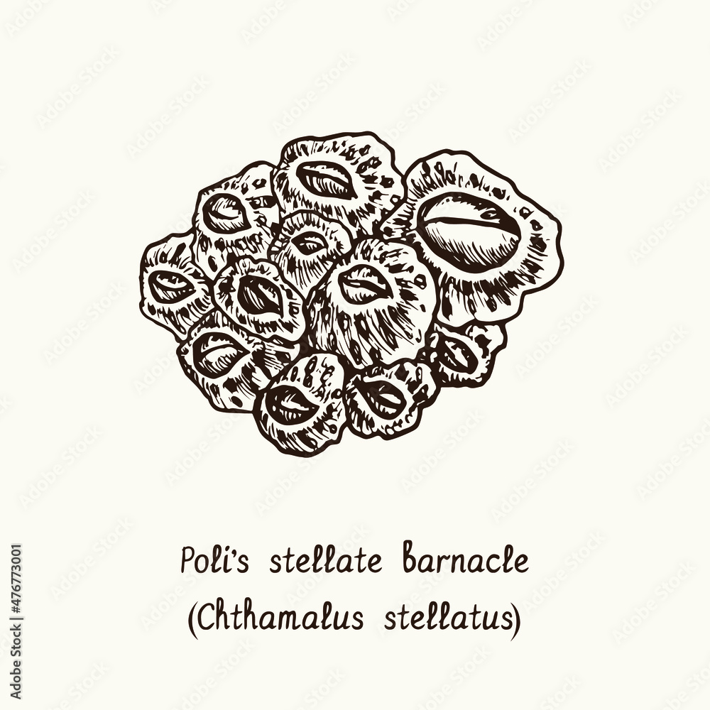 Poli's stellate barnacle (Chthamalus stellatus). Ink black and white doodle drawing in woodcut style with inscription. - obrazy, fototapety, plakaty 