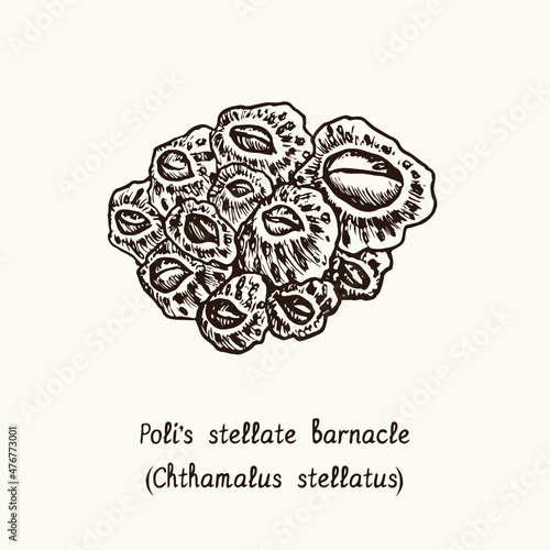 Poli's stellate barnacle (Chthamalus stellatus). Ink black and white doodle drawing in woodcut style with inscription. photo