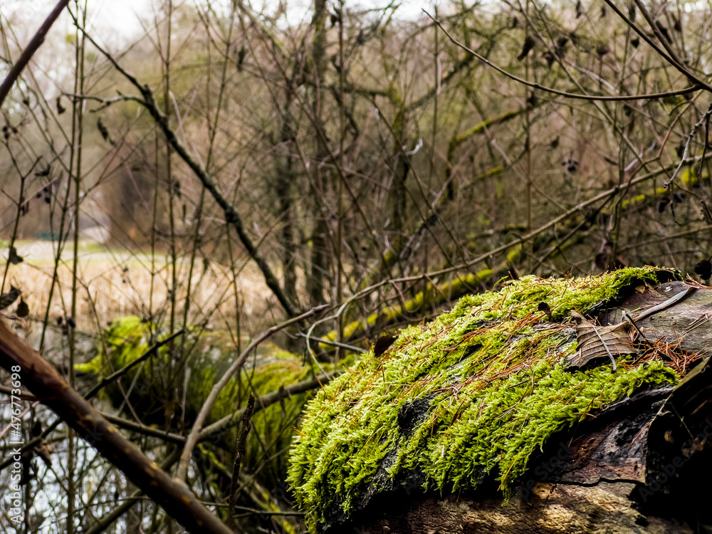 Fallen tree trunks lying on the ground covered with thick green moss close-up view Fallen tree trunks lying on the ground covered with thick green moss close-up view