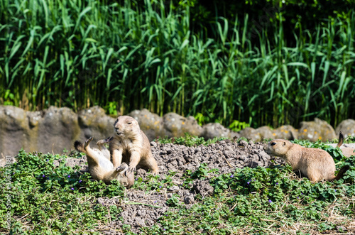 Wallpaper Mural two little gophers are fighting in the zoo Torontodigital.ca