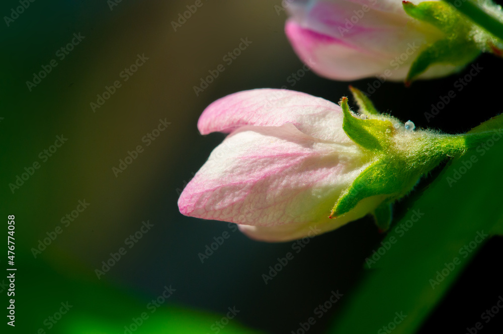 Apple blossoms in early spring. Delicate pink color on blossoming buds. Petals of white flowers with a pink tint. Amazingly beautiful flowers. Macro photography
