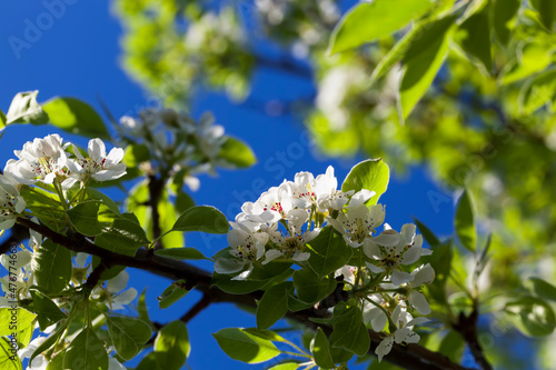 blooming white pear flowers in spring © rsooll