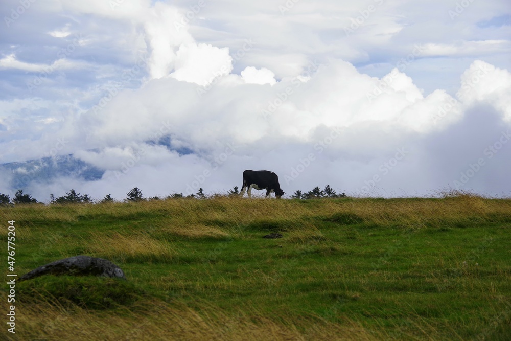 Obraz premium horse on a farm
