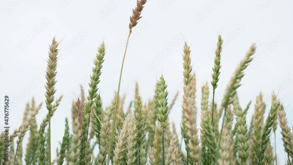 Wheat ears sway easily in the wind Wheat ears sway easily in the wind