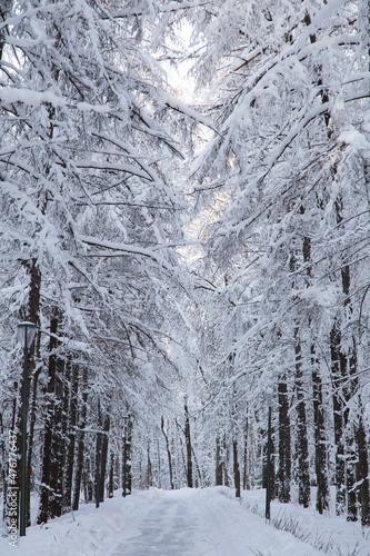 Winter landscape. snowy trees in forest
