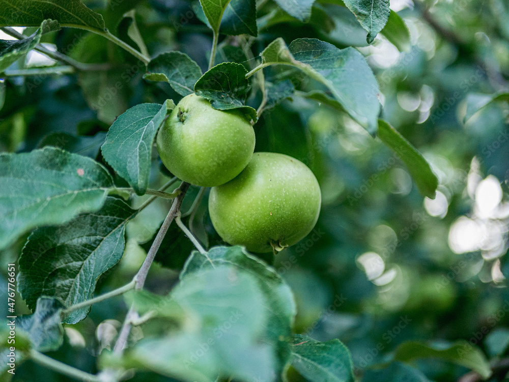 green apples on a branch